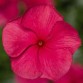 Vinca (Catharanthus Roseus) Cora Cascade "Bright Rose" - во саксија Ø18